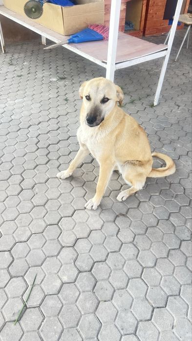 Отдам собачек в добрые руки