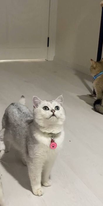 Шотландский Серебристая Шиншила