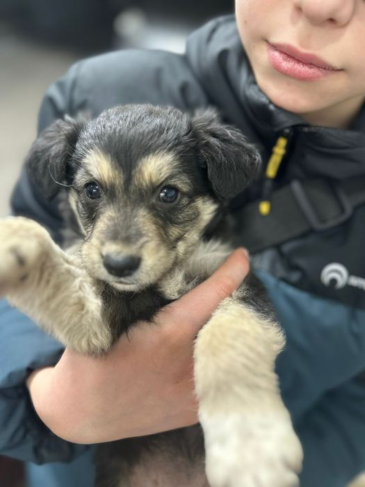 Отдам в хорошие руки