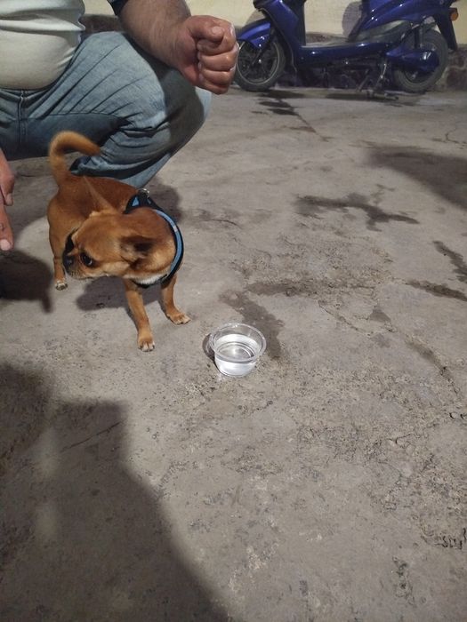 Chihahuva zoti chet eldan kelgan Erkak it