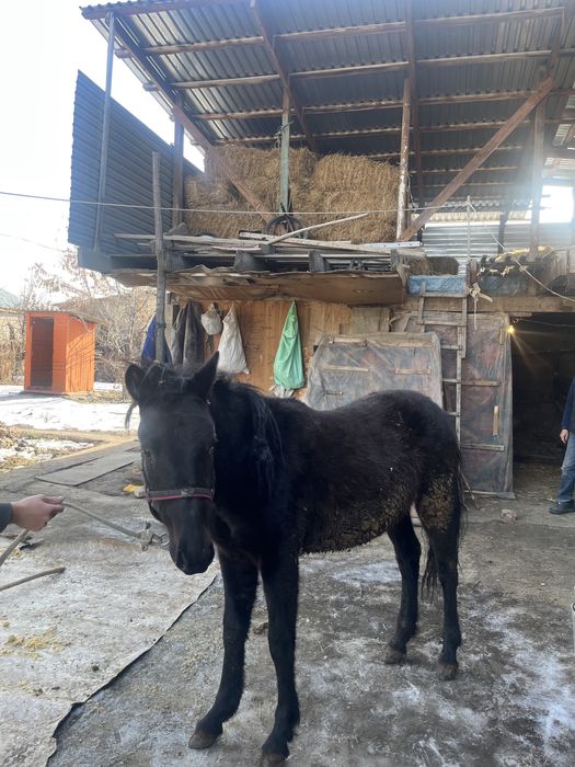 Ургашы 1.5 жасар