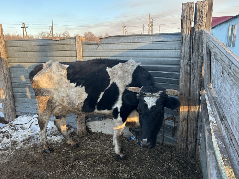 Бұзаулы сиыр сатылады