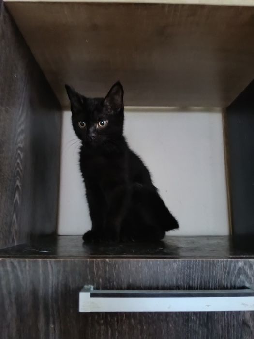 Котёнок девочка 3месяца.