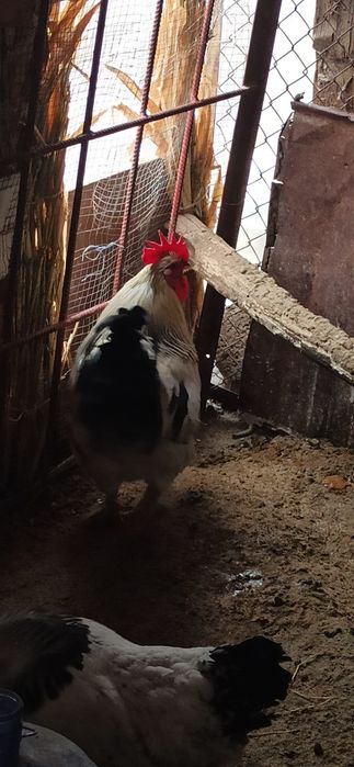 Sotiladi tetik kotta xo'roz 4 yoki 5 kg atrofida