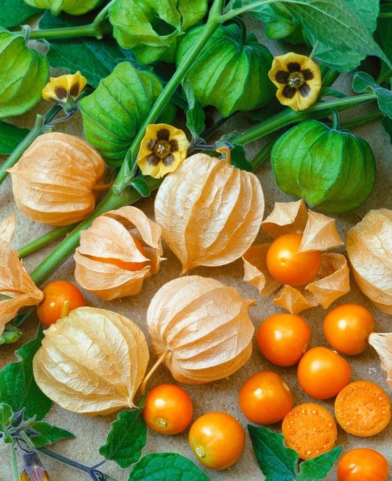 Продаётся рассада и семена физалиса (Капский крыжовник, земляная клюкв