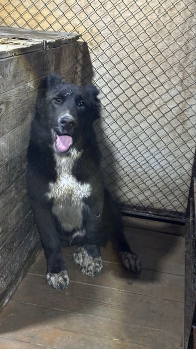 Кабель САО алабай тобет щенок