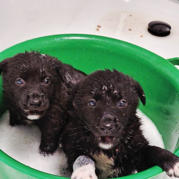 Щенки из приюта Хвостатый Рай