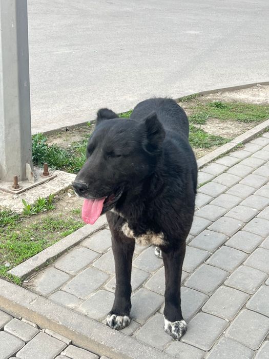 Пропала собака, найдена собака