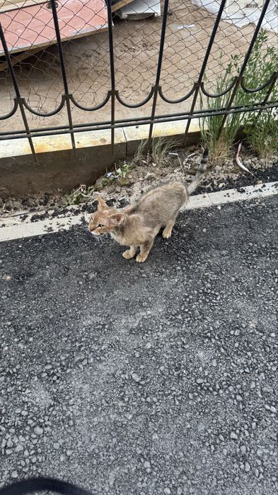 Кот абессинской породы
