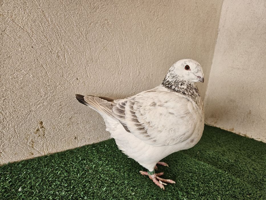 Porumbei Americani AGH