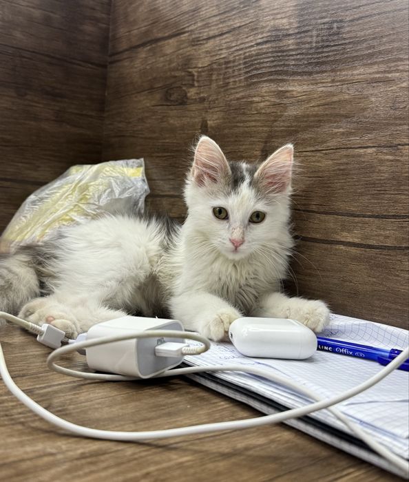 Котенок ищет дом