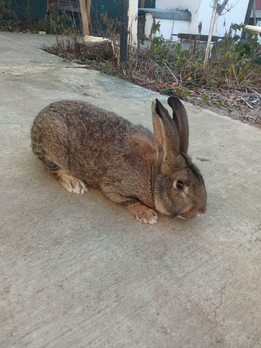 Iepure Uriaș German mascul
