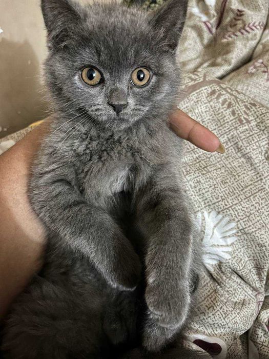 Britaniski  SCOTTISH FOLD mushuk/кошка 2 oylik