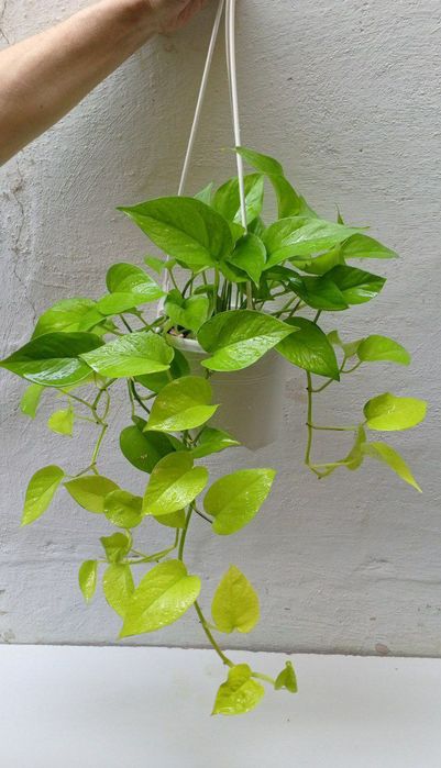 Сциндапсус Неон.Экзотическое Ампельное/вьющееся растение для дома/офис