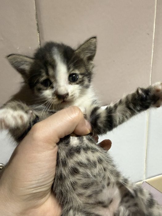 Малышка ищет новый дом