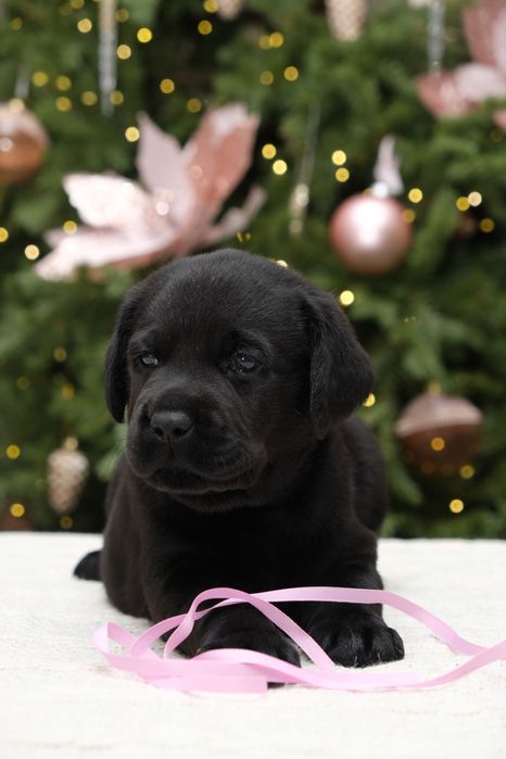 Щенки лабрадора ретривера