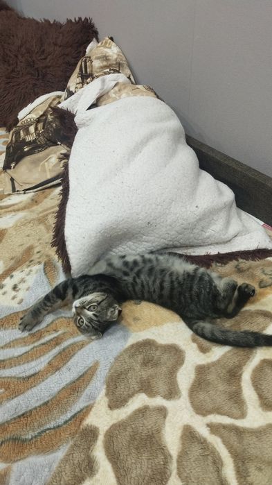 Отдам котёнка вислоушку