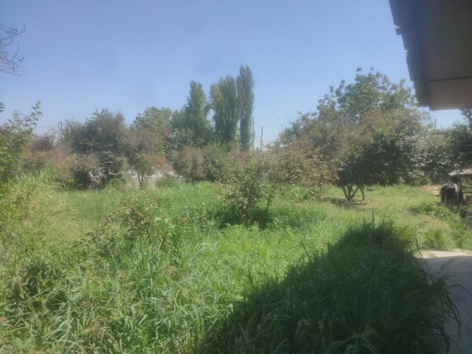 Тошкент янгийул тинчли