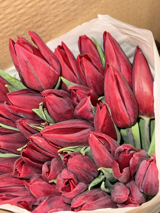 Продам тюльпаны 750