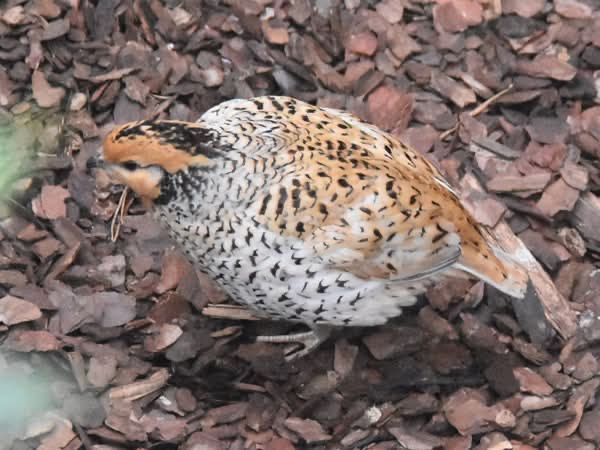 Prepelite tinere de Virginia