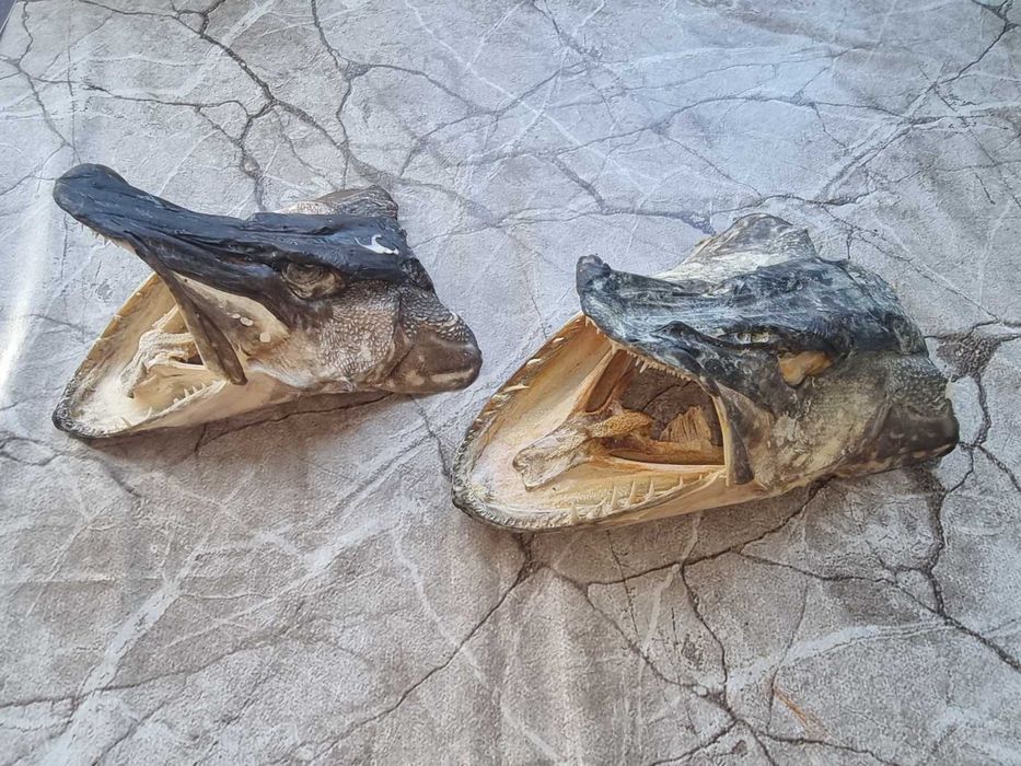 Трофейни глави от риба Щука