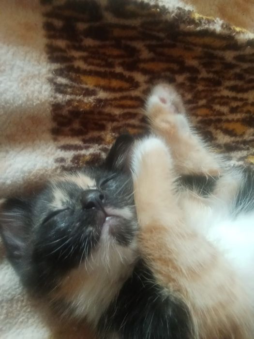 Котенок трехцветный