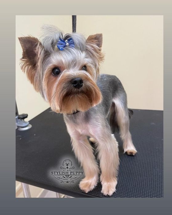 Продавам йоркширски териер