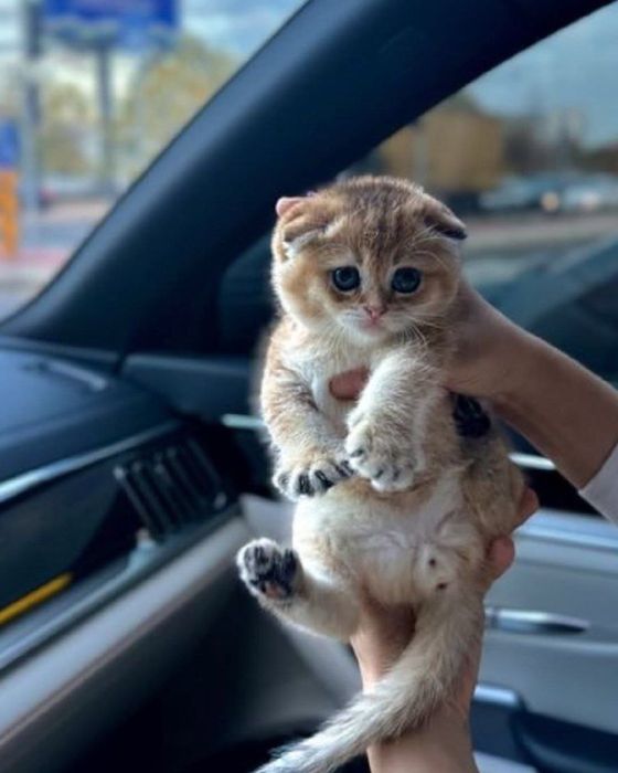 Мушук чатиштирамиз