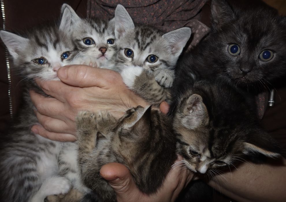 Продаем 6 котят