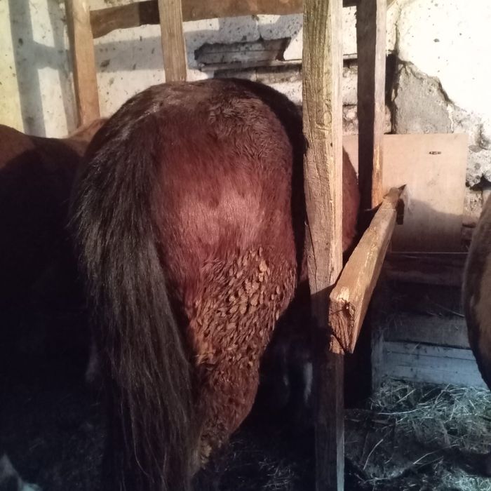 Vand 2 cai si 3 mânji