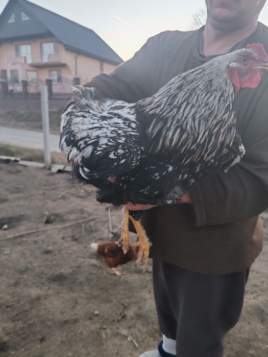 Cocoș de vânzare