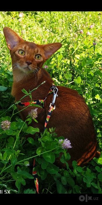 Продаются котята