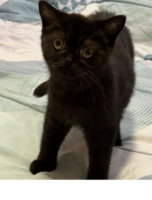 Шотландска котка