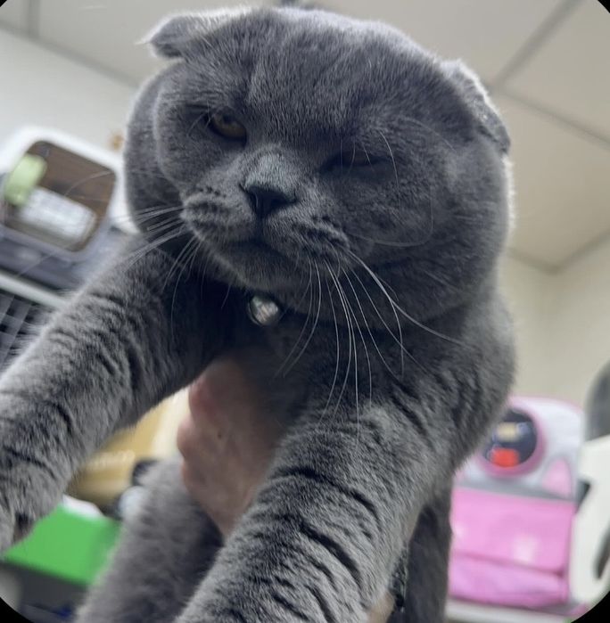 British Shorthair Blue scotish fold