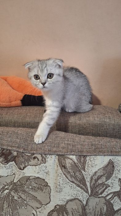 Шотландская вислоушка с документами