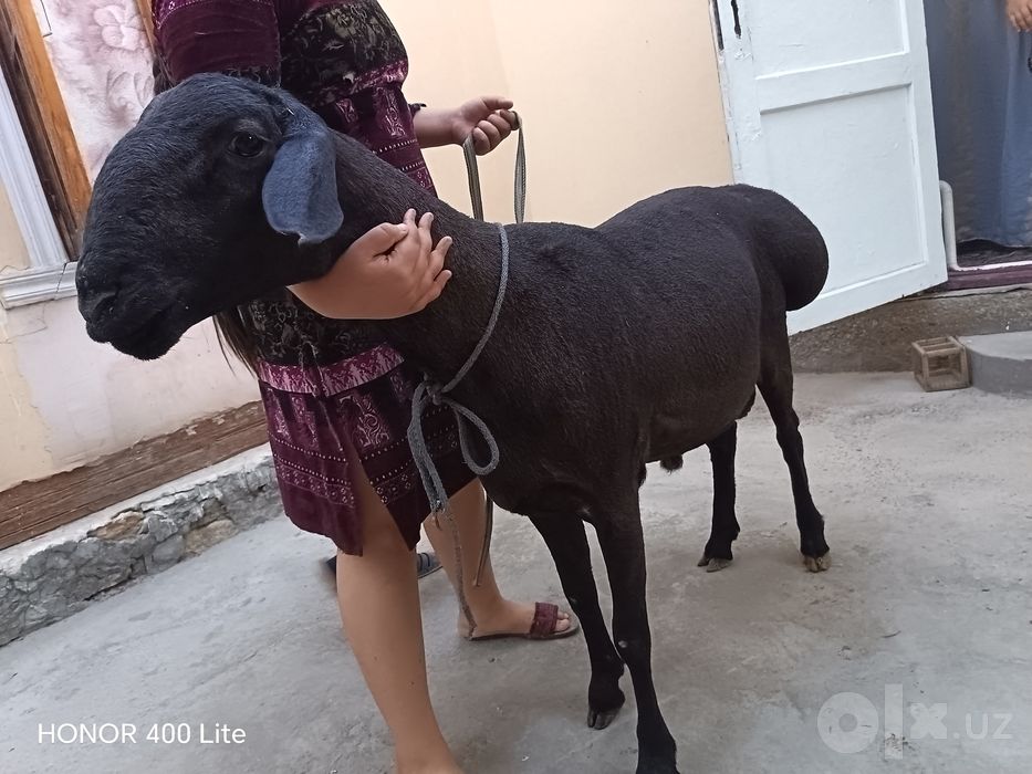 Сурхандарё хисори кучкор 1 ёшга тулмаган буйи 90