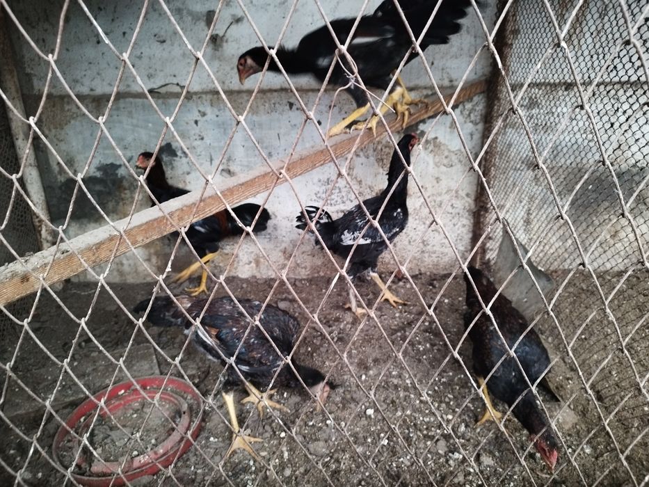 Куланги зотли Жужа Хурозлар