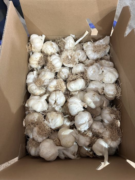 Vand usturoi de pus in pamant