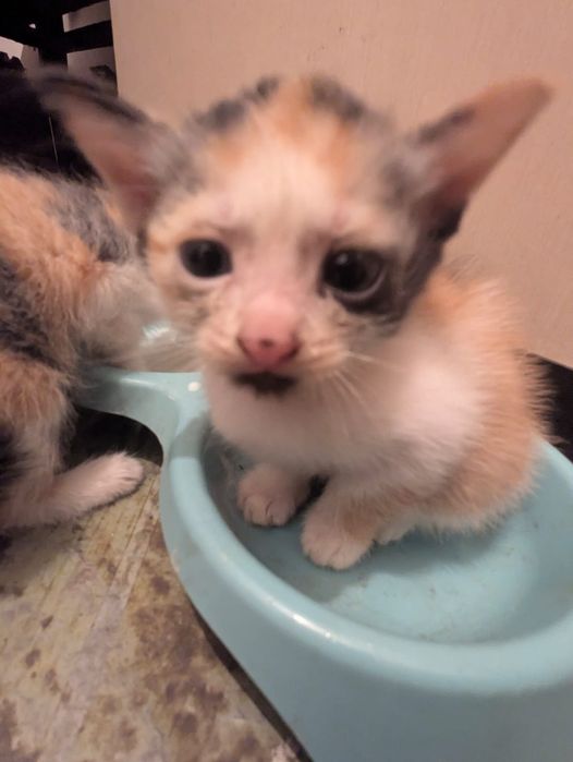 Отдам котят в хорошие руки