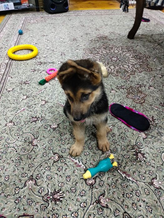 Продам щенка немецкой овчарки