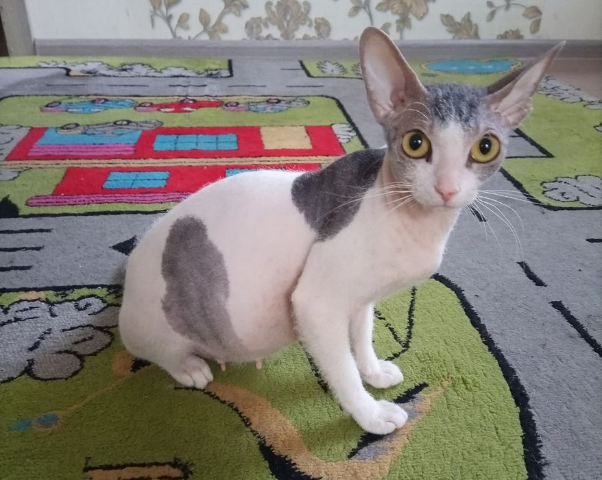 Канадский сфинкс велюр девочки Алматы