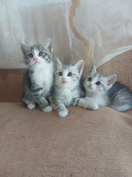 Одам котята в добрые руки