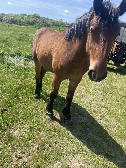 Vand iapa de 7 ani gestanta in 10 luni si o manza de 1 an