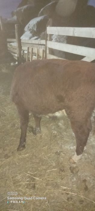 Бука сатылады...