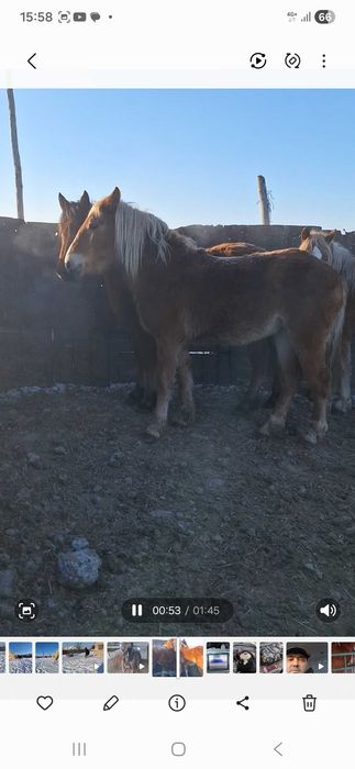 Продам кобылок полутяжи.