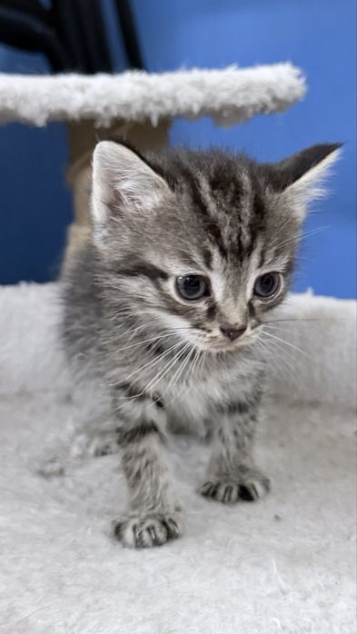Котенок в добрые руки