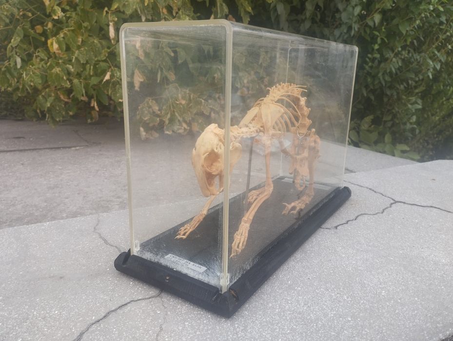 Соц Скелет на заек