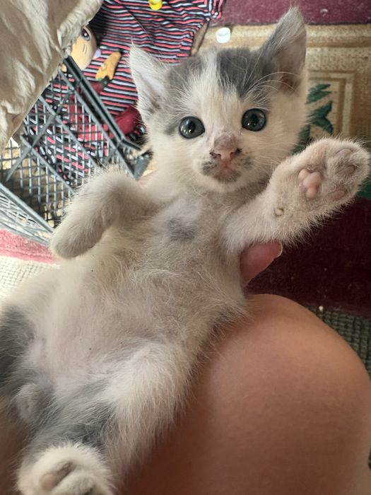 Котятки ищут дом