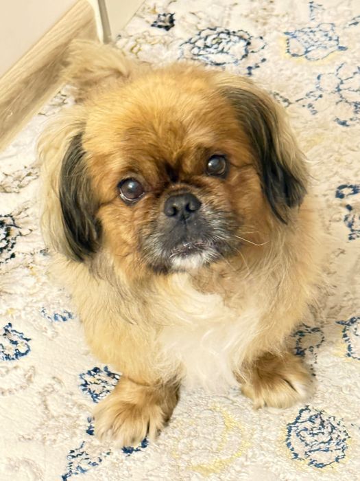 Пекинес для вязки, не для продажи!