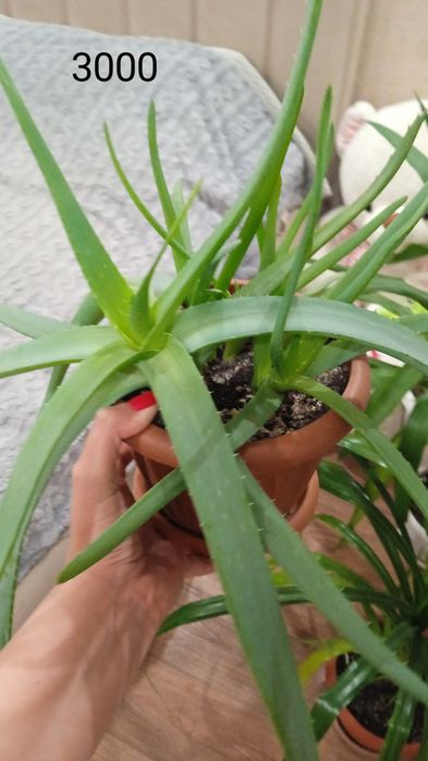 Продам комнатные цветы